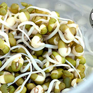 Bean Sprouts - How to grow bean sprouts at home