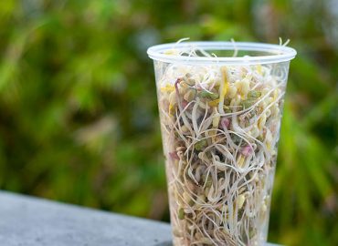 Bean Sprouts How to grow - Bean Sprouts at home
