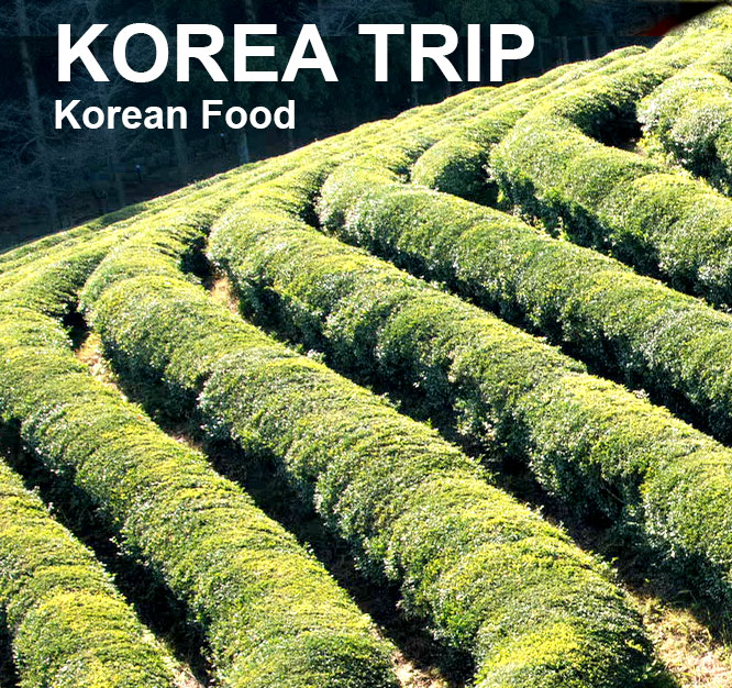 Korea Travel EP6 – Matcha Tea field & Bamboo forest-Jeolla province Korea